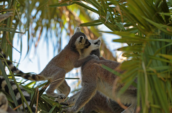 bawiące się lemury