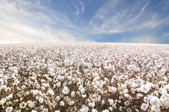 Beautiful Cotton field in West Texas