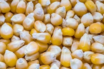 Popcorn Seeds Studio Macro Shot