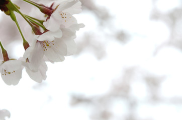 桜の花　


