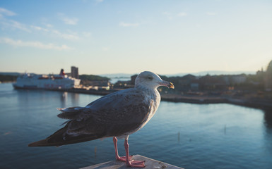 View of Oslo city, capital of Norway, with Sentrum borough, new district and harbour, view from Oslo Opera House, Eastern Norway