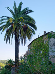 Fototapeta na wymiar Pretty palm tree in Provence with a wall of plants