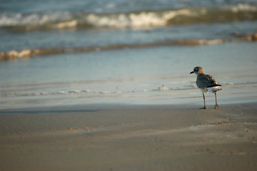 Beach Combing