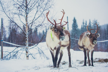 Group herd of caribou reindeers pasturing in snowy landscape, Northern Finland near Norway border, Lapland
