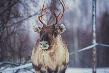 Fototapeta premium Group herd of caribou reindeers pasturing in snowy landscape, Northern Finland near Norway border, Lapland
