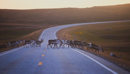 Obraz premium Herd of caribou reindeers pasturing and crossing the road near Nordkapp, Finnmark County, Norway