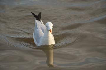 Slender-billed Gull Non-breeding Visitor