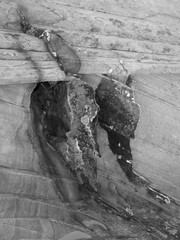 South Coyote Buttes
