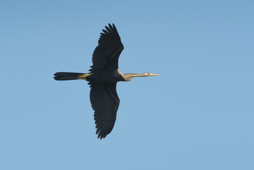  Oriental darter or Snake bird flying on blue sky