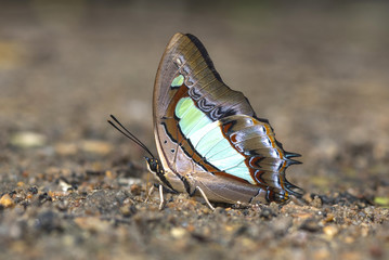 Butterfly is sucking minerals from the soil.