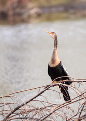 Snakebird Anhinga anhinga also called American darter