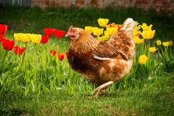 Домашние курицы и петух в деревне на зеленой траве гуляют летом.