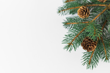 Pine Branches and Cones on Simple White Background