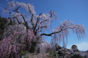 踊る巨大な枝垂れ桜