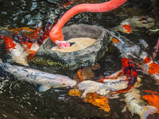 Two flamingos in the water stream with koi fish