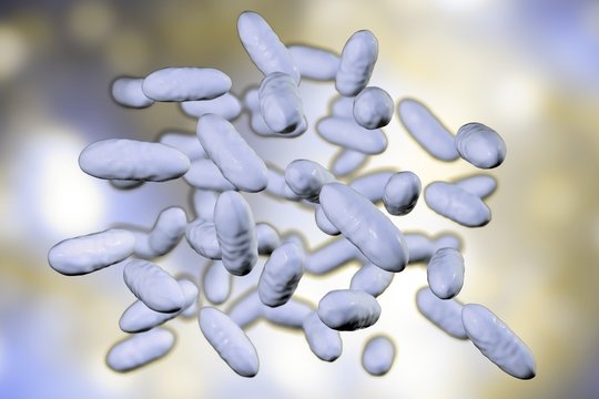 Aggregatibacter aphrophilus bacteria, computer illustration. These bacteria, previously known as Haemophilus aphrophilus and Actinobacillus aphrophilus, are part of the normal flora of the mouth and throat. However, in rare cases they can cause disease, most often endocarditis, an infection of the inner lining of the heart.