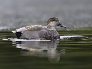 Male Gadwall Swimming