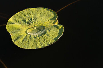 Lily Pad with water drop