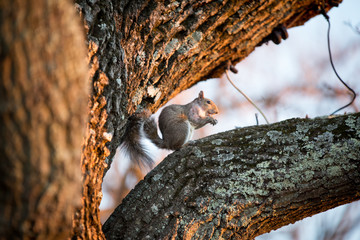 Squirrel 