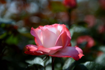 可憐なバラの花