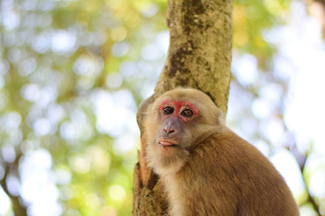 Naklejka premium Monkey in Phitsanulok, Thailand