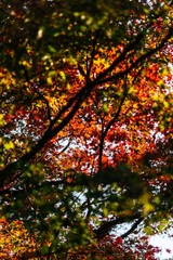 Autumn scene in Shinjuku, Tokyo