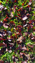 burgundy red leaves on green grass