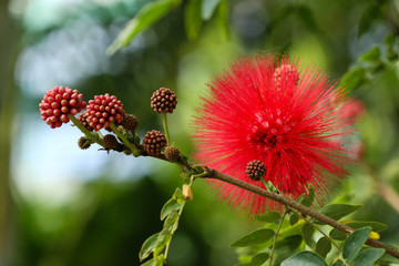 Scenery with flowers