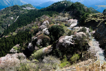 Fototapeta na wymiar Mountains in spring where cherry blossoms