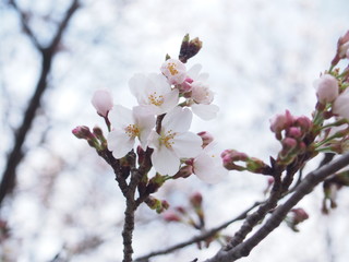 桜