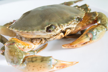crab on plate