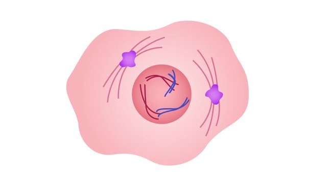 mitosis, the process of cell division and multiplication graphic animation