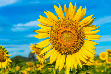 Sunflowers of the beautiful season. Sky background