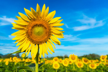 Sunflowers of the beautiful season. Sky background