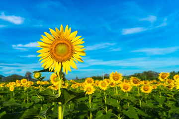 Sunflowers of the beautiful season. Sky background