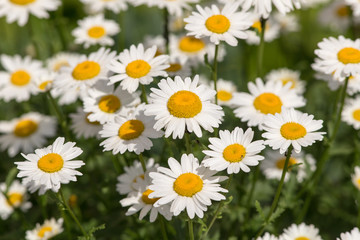 Fototapeta premium daisies on a sunny summer day