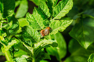 Colorades in the process of pairing
