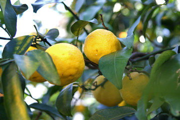 Yuzu tree - Japanese Citrus -
