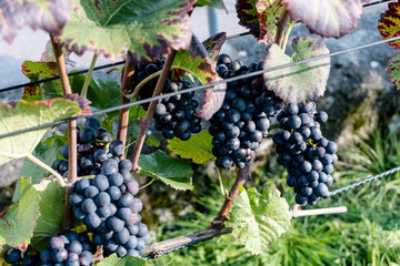 close up of ripe pinot noir grapes ready for harvesting and making into wine