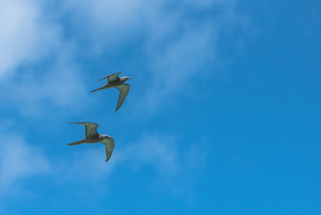 Two beautiful birds flying together in blue sky, Black Noddy, French Polynesia 
