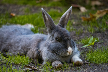 rabbit laying flat on the grass and giving you the look