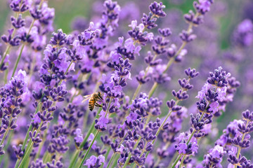 lavender field with bee on one lavender