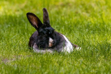 lazy rabbit lean on its shoulder and laying on the grass