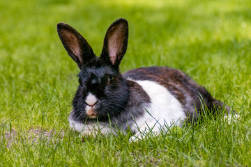 lazy rabbit laying on the grass resting 