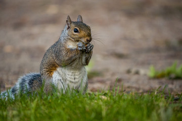 brown squirrel eating on the grass with big tummy