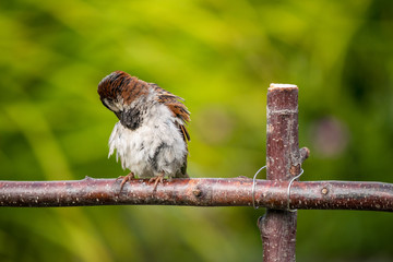 sparrow cleaning its feather on the wooden fence with blur green background 