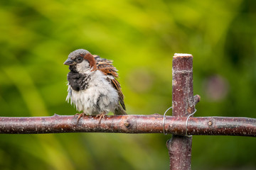Naklejka premium sparrow resting on wood framework with blur green background