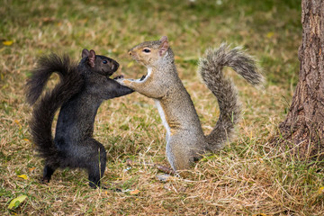 black and brown squirrel wrestlers
