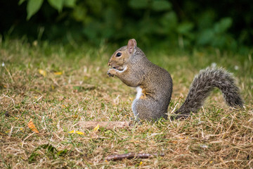 Naklejka na ściany i meble squirrel sitting and eating on the grass