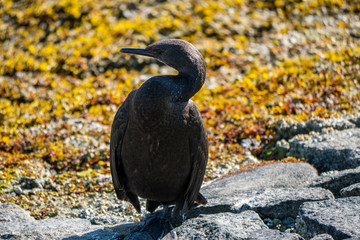 close up of young cormorant resting on the riverbank under the sun.